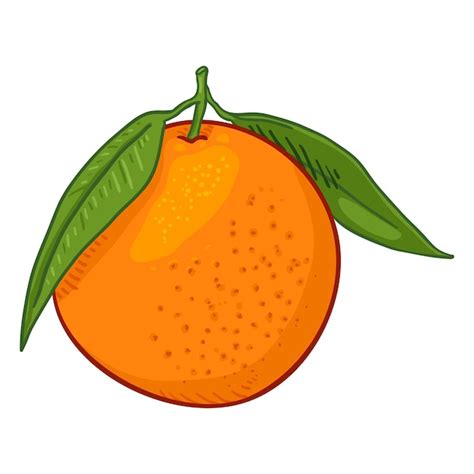 Premium Vector Vector Cartoon Orange Fruit With Green Leaves