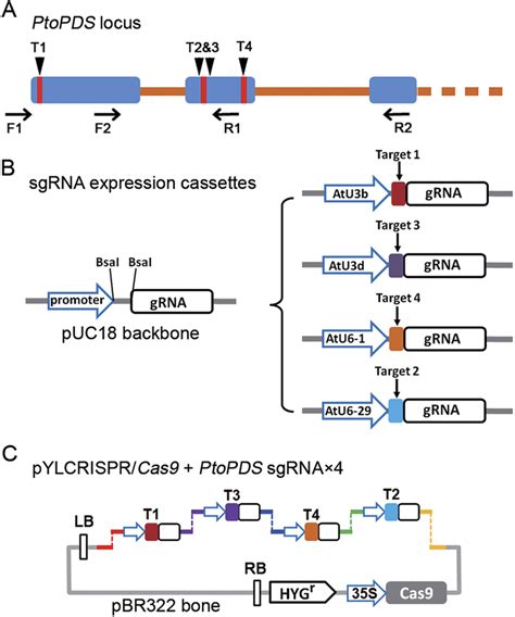 Schematic Diagram Of Assembling Cas Sgrna Construct And Selecting