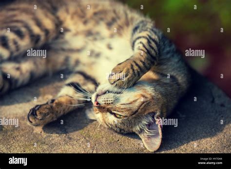 Portrait of a happy sleeping cat Stock Photo - Alamy