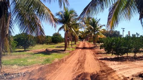 Fazenda Para Venda Na Regiao De Jales Sp Alqueires Em Laranja