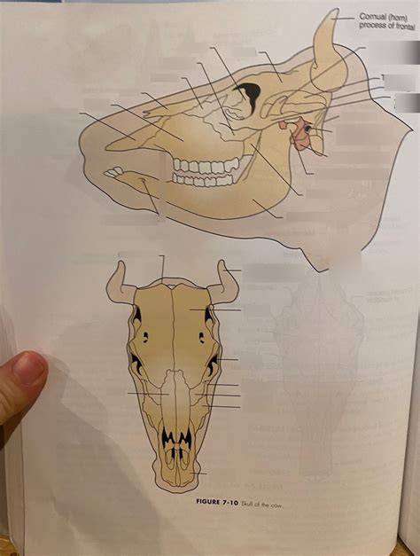 Skull of the cow Diagram | Quizlet