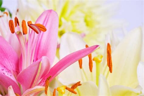 Premium Photo Pink And White Lilies Closeup Pistil And Stamens