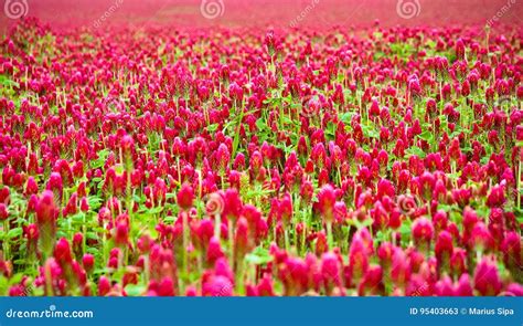 Field Of Purple Clover Flowers Stock Image Image Of Grove Pink 95403663