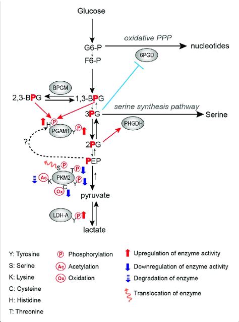 Regulation Of Glycolytic Enzymes By Post Translational Modifications