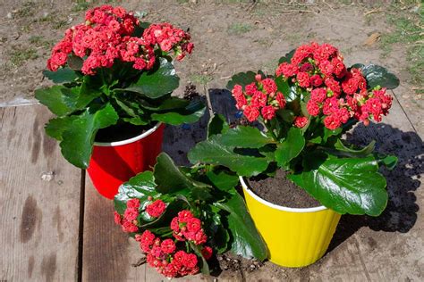 How To Grow And Care For Kalanchoe Gardeners Path