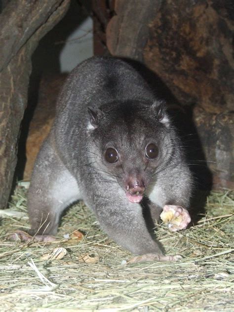 Cuscus - Ground Cuscus Information for Kids