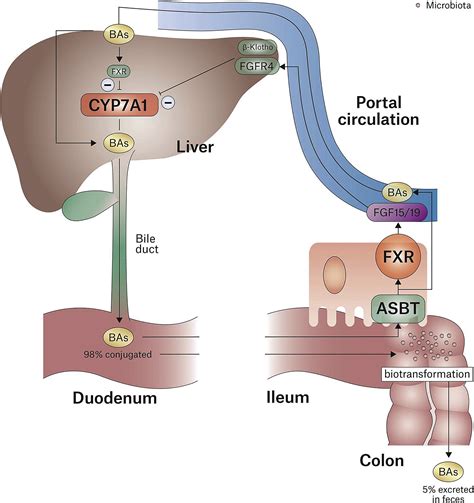 Bile Acid Homeostasis In Gastrointestinal And Metabolic Complications