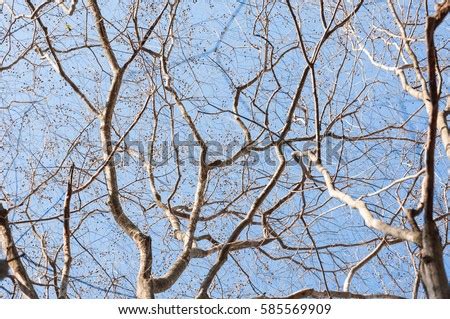 NAKED BRANCHES Stock Photos And Images Avopix