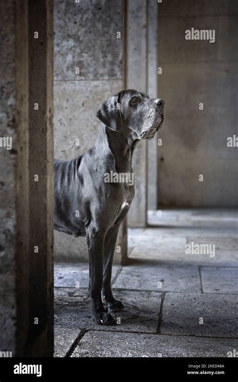 Old Great Dane Stock Photo Alamy