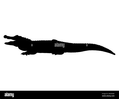 Silueta De Cocodrilo Vector Fotograf As E Im Genes De Alta Resoluci N