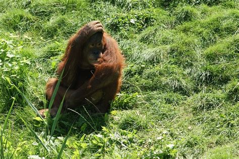 Orangutan Alam Margasatwa Kebun Foto Gratis Di Pixabay Pixabay