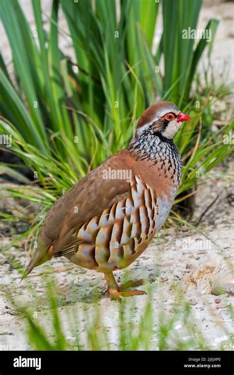 Red Legged Partridge French Partridge Alectoris Rufa Gamebird