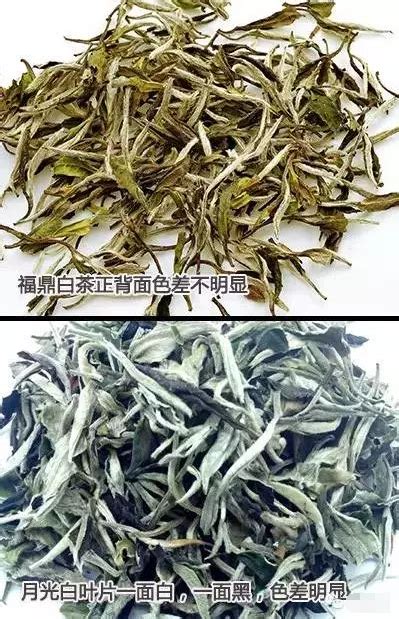 福鼎白茶和云南月光白，都号称白茶，如何区分？茶七网茶叶商城