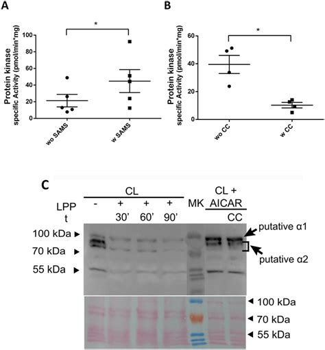 Kinase Activity Assays And Detection Of Ampkα Subunit Phosphorylation Download Scientific