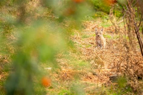 Free Photo | Beautiful and endangered eurasian lynx in the nature habitat lynx lynx