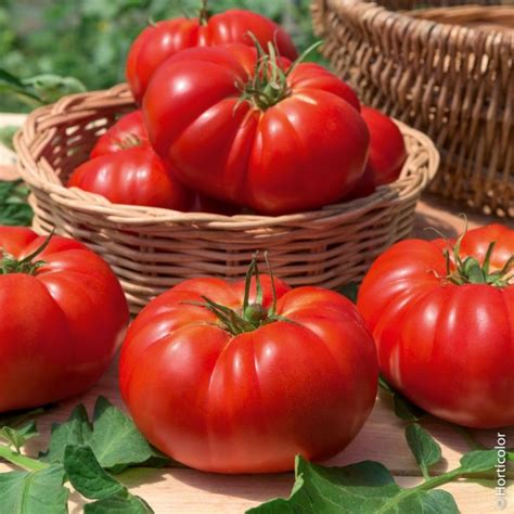 Pomodoro Marmande