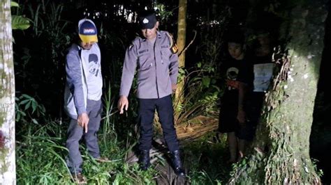 Terjadi Lagi Penderes Di Purbalingga Meninggal Jatuh Dari Pohon Kelapa