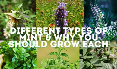 21 Incredible Types Of Mint And Why You Should Try Each