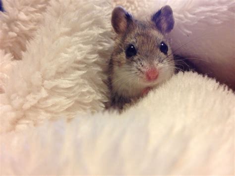 Cute Chinese Dwarf Hamster Atelier Yuwaciaojp