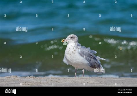 European herring gull Stock Photo - Alamy