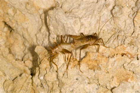 Cave Crickets Finding – The Academy of Natural Sciences