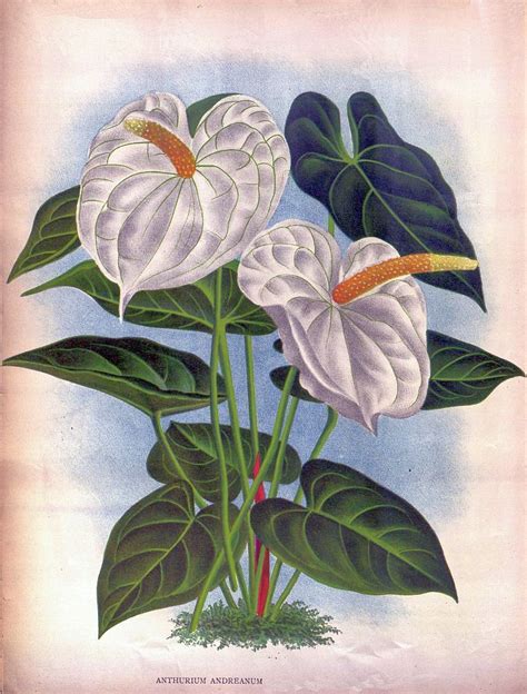 Anthurium Flower Drawing