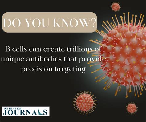 B cells can create trillions of unique antibodies that provide precision targeting