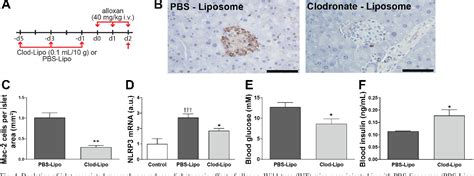 Figure From Nlrp Inflammasome Mediates Oxidative Stress Induced