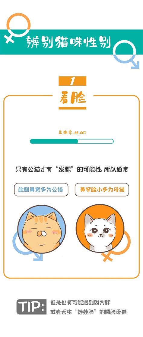 猫咪怎么看公母？ 知乎