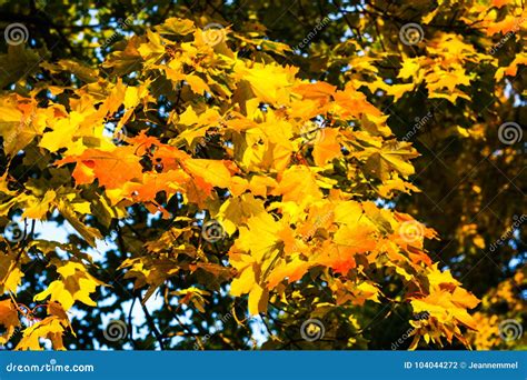 Red And Yellow Maple Leaves Stock Photo Image Of Beautiful Frame