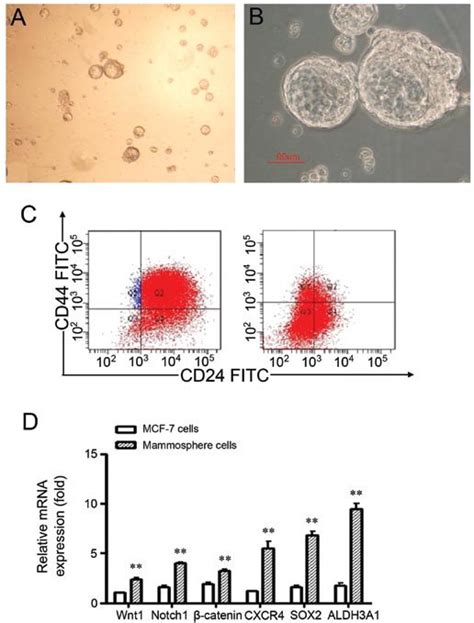 Mammosphere Culture Of Mcf 7 Cells A Mammosphere Formation Of Mcf 7