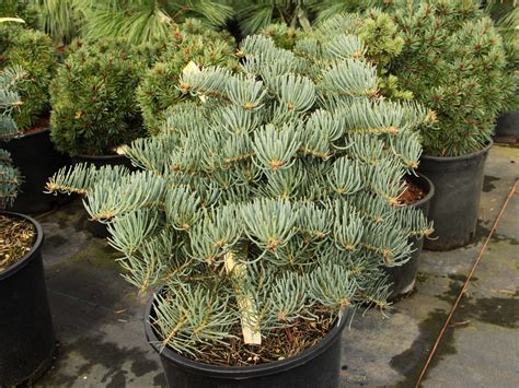 Abies Concolor La Veta White Fir Conifer Kingdom