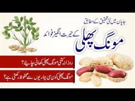 Mong Phali Ke Fayde In Urdu Mong Phali K Fawaid Anmol Health And