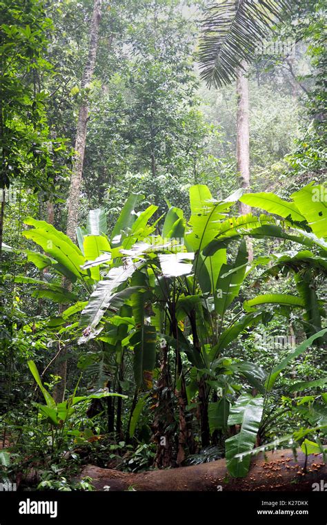 Wild Banana Plantation In The Jungle Stock Photo Alamy