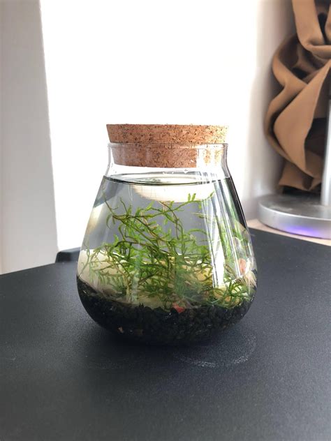 Self sustaining ecosystem (Terrarium), Gardening, Plants on Carousell