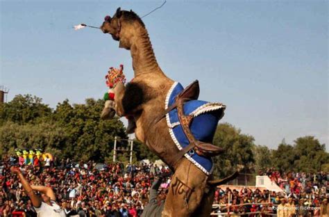 Bikaner Camel Festival 2024: Tales of Camels, Colours and Competitions