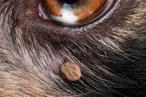 How Do You Remove A Deep Embedded Tick From A Dog