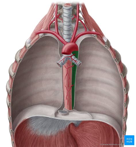 Artéria Aorta E Suas Ramificações Anatomia E Trajeto Kenhub