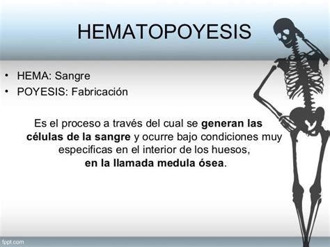 Hematopoyesis