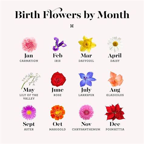 what is my birth flower for november - Mel Dolan