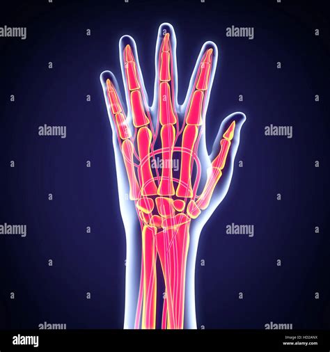 Anatomie Der Menschlichen Hand Stockfotografie Alamy