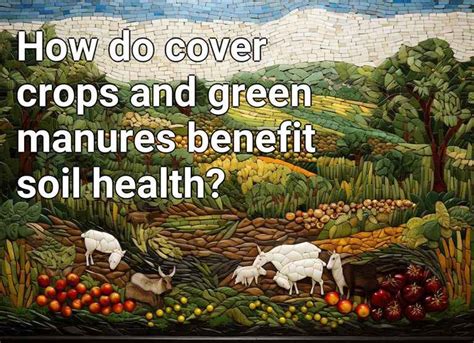 How Do Cover Crops And Green Manures Benefit Soil Health Agriculture