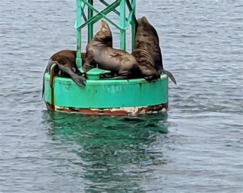 Marine Discovery Tours Newport All You Need To Know Before You Go