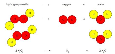 Snc2p