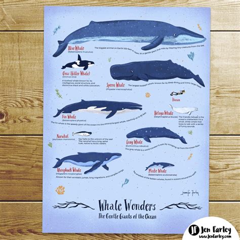 Illustrated Whale Art Chart - Nine Beautiful Species | Jennifer Farley Picture Books ...