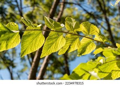 5,678 Basswood Images, Stock Photos & Vectors | Shutterstock