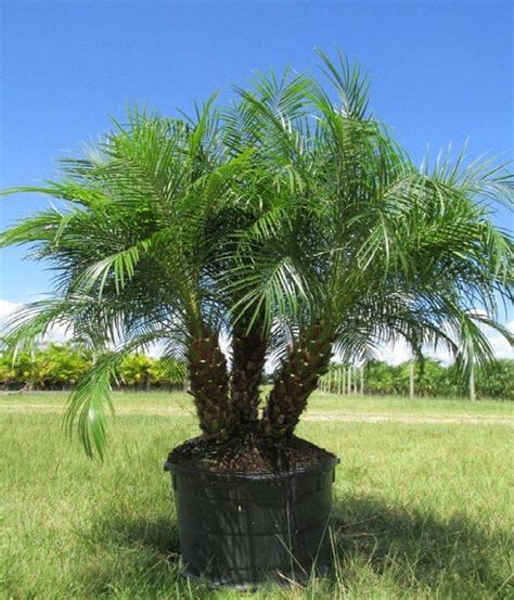 Phoenix Roebelenii Commonly Known As The Pygmy Date Palm Is One Of