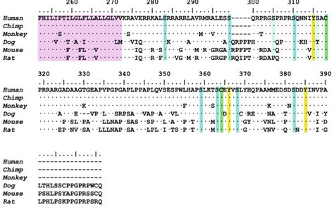 Amino Acid Sequence Alignment Of The Transmembrane And Cytoplasmic