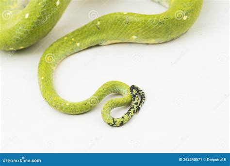 Biak De Serpiente Python Morelia Viridis Aislado En Fondo Blanco Imagen