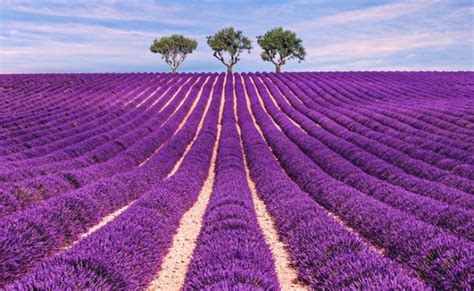 Cu Ndo Y C Mo Ver Campos De Lavanda En Floraci N En Brihuega